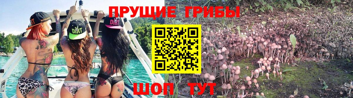 Шарыпово  Псилоцибиновые грибы прущие грибы  Вход с VPN  Псилоцибиновые грибы Psilocybe 